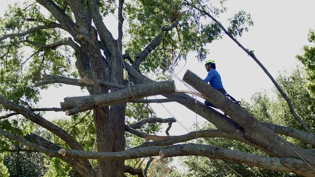 Professional Crown Thinning performed by certified arborists in Junior
